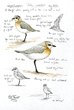 Lesser Sandplover